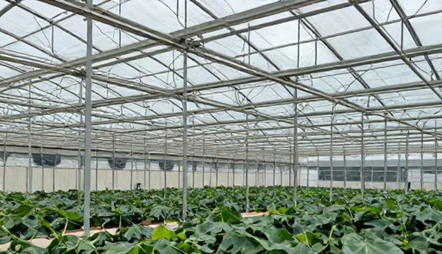 种植技术指导如何提升农产品销售效率